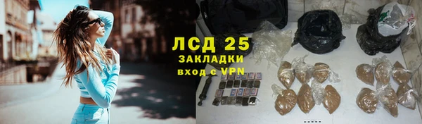 прущие грибы Бородино